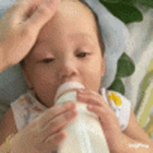 a baby is drinking milk from a bottle while being held by a woman .