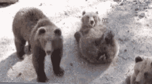Polar Bear Beary GIF - Polar Bear Beary Angry GIFs