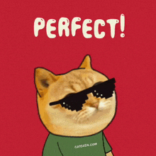 Catcoin Cat Meme GIF