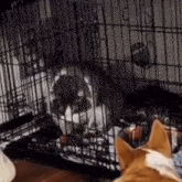 Trapped Cat Corgi GIF - Trapped Cat Corgi Mischievous GIFs
