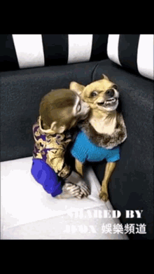 Dog Monkey GIF - Dog Monkey Kiss GIFs