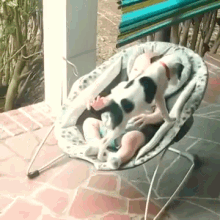 Baby Puppy Climbs Up To Snuggle With Him Baby Owner D'Awwwwwwww GIF - Dogs Love GIFs