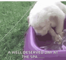 Spa Day Cute GIF - Spa Day Cute Puppy GIFs