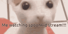 spoonkid