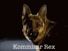 Kommisar Rex Kommisär Rex GIF - Kommisar Rex Kommisär Rex Rex Hund GIFs