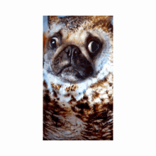 Owl Pat Pat GIF - Owl Pat Pat GIFs