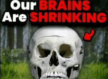 a picture of a skull with the words our brains are shrinking above it