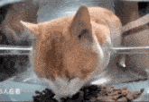 Cat Stops Eating Orange Cat GIF - Cat Stops Eating Orange Cat GIFs