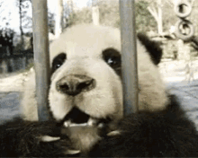 Panda Zoo GIF - Panda Zoo Prison GIFs