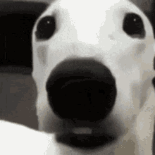 Veeunus Dog GIF - Veeunus Dog Doggy GIFs