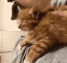 Cat Sleep GIF - Cat Sleep Sleepy GIFs