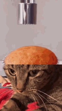 Cat Has Frosting In Head Wilfred Cat Frosting GIF