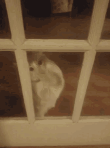 Pawing Kitty GIF - Pawing Kitty Cat GIFs