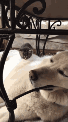 a dog and a kitten are laying under a chair