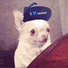 Caviar Chihuahua GIF - Caviar Chihuahua Perro GIFs