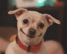 a small white dog wearing a red collar is smiling .