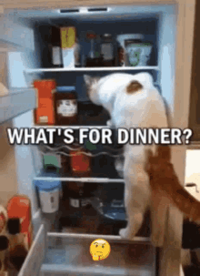 dinner time whats for cat