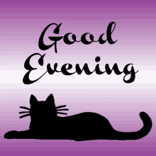 cat black cat purple blink good evening