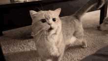 Meow Cash GIF - Meow Cash Cat GIFs
