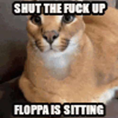 Floppa siting memes : r/bigfloppa