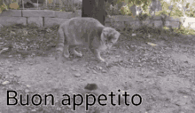 Buonappetito GIF - Buonappetito GIFs