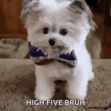 Puppy High Five GIF - Puppy High Five Give Me Five GIFs