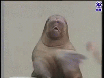 Clapping Seal Funny Animals GIF - Clapping Seal Funny Animals Seals -  Discover &amp; Share GIFs