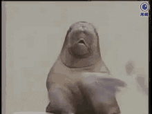 Clapping Seal Funny Animals GIF - Clapping Seal Funny Animals Seals GIFs