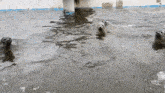 a group of seals are swimming in the water and looking at the camera .