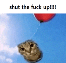 a picture of a cat being pulled by a red balloon with the caption shut the fuck up
