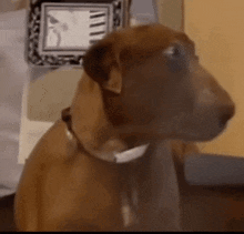 a brown dog wearing a white collar is sitting on a table looking at the camera .