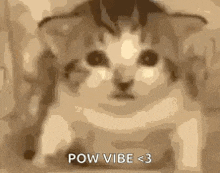 a close up of a cat with the words `` pow vibe < 3 '' written below it .