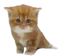 an orange and white kitten is sitting down on a white background .
