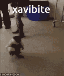 Xavibite Troll GIF - Xavibite Troll GIFs