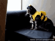 cat funny animals give up bumble bee cats in clothes