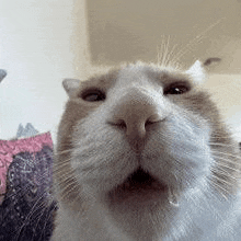 a close up of a cat 's face with a tear running down its nose .