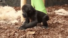 gorillas cute babies walking