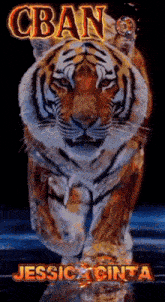 a picture of a tiger with the name jessica cinta