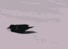 Crow Snow GIF