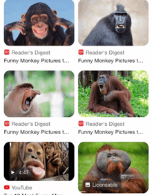 funny gorilla meme