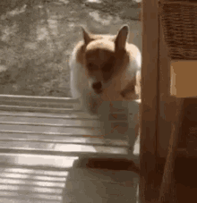 Corgi Dog GIF - Corgi Dog GIFs