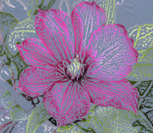 Flower Magenta GIF - Flower Magenta GIFs