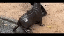 a hippopotamus is standing in a body of water .