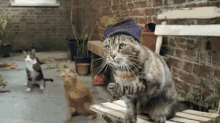 Party Time Cats GIF
