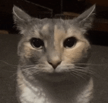 a close up of a cat 's face with a dark background