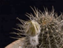 Cactus Plant GIF
