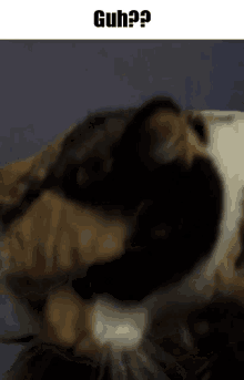 Molly Fat Cat GIF - Molly Fat Cat GIFs