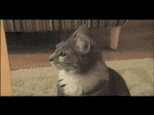 충격 고양이 GIF - 충격 고양이 Wtf GIFs