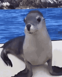 Seal Smile GIF - Seal Smile Happy GIFs