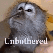 Baby Monkey Unbothered GIF - Baby Monkey Unbothered Whatever GIFs